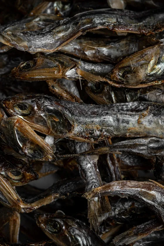 Jareas: pescado abierto y secado al sol y al viento, apilado