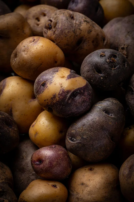 Papas antiguas de varias variedades, de piel oscura, morada y amarilla, amontonadas